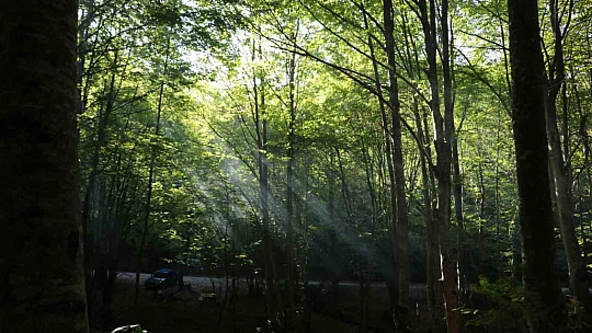 Zonguldak ormanlarında sonbahar güzelliği
