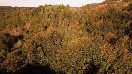 Zonguldak ormanlarında sonbahar güzelliği