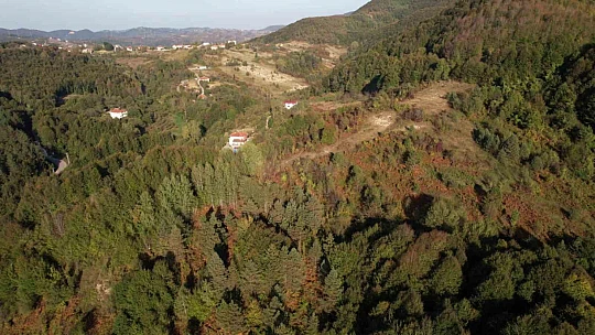 Zonguldak ormanlarında sonbahar güzelliği