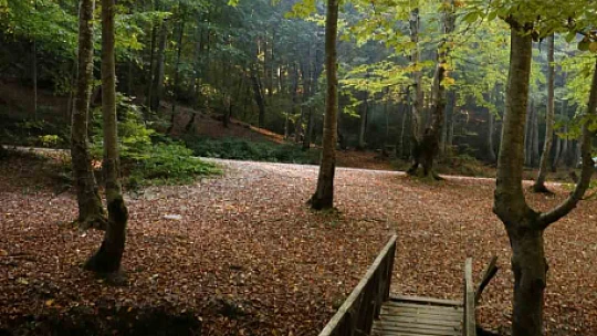 Zonguldak ormanlarında sonbahar güzelliği