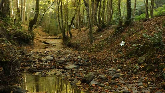 Zonguldak ormanlarında sonbahar güzelliği